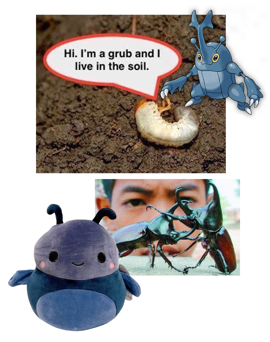 A bunch of silly beetle-related images